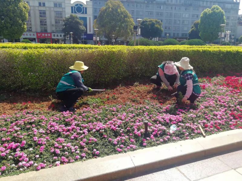 种花 (2).jpg