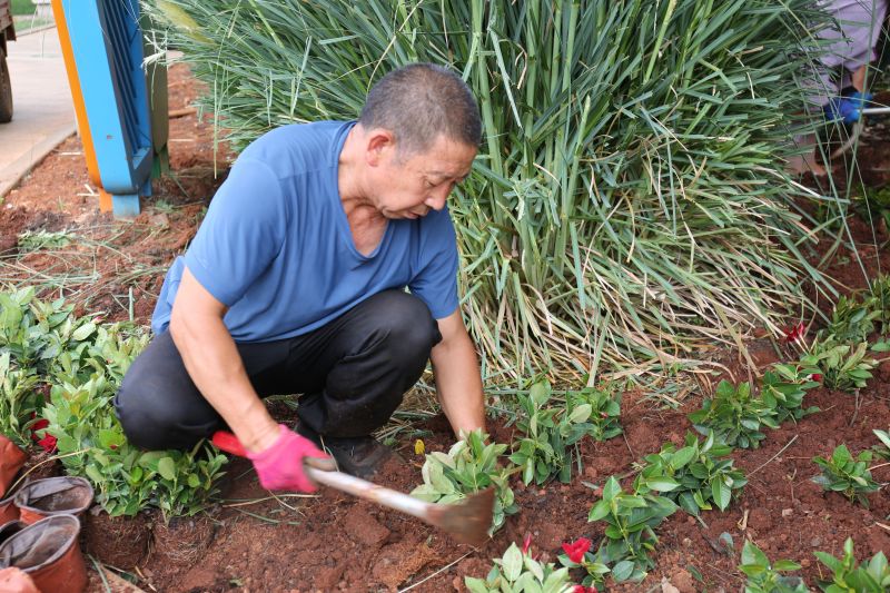 补栽植物 (3).jpg