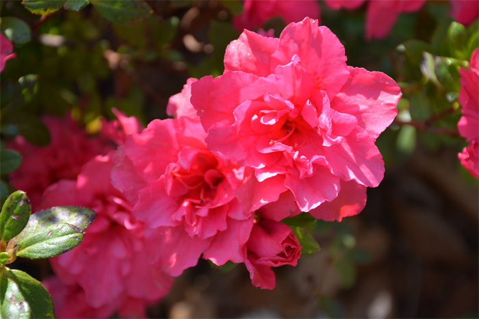 DSC_9484.JPG