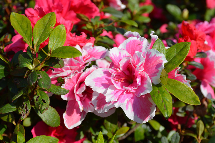 DSC_9495.JPG