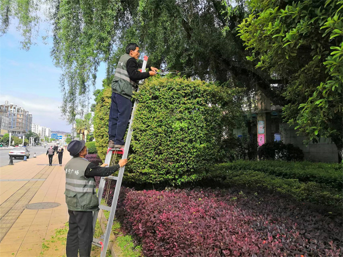 靖宁广场绿化 (11).jpg