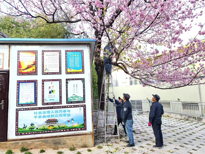 修枝加固 (6).jpg