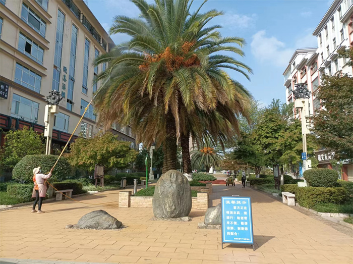 防治“红棕象甲” (3).jpg