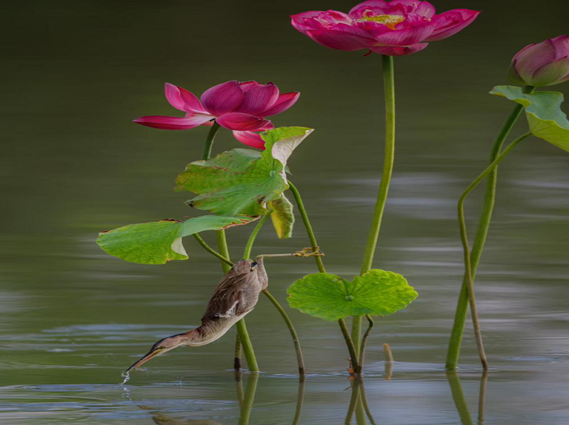 1754477172753781.png 6891b8ece4b0464522bc01f7.png