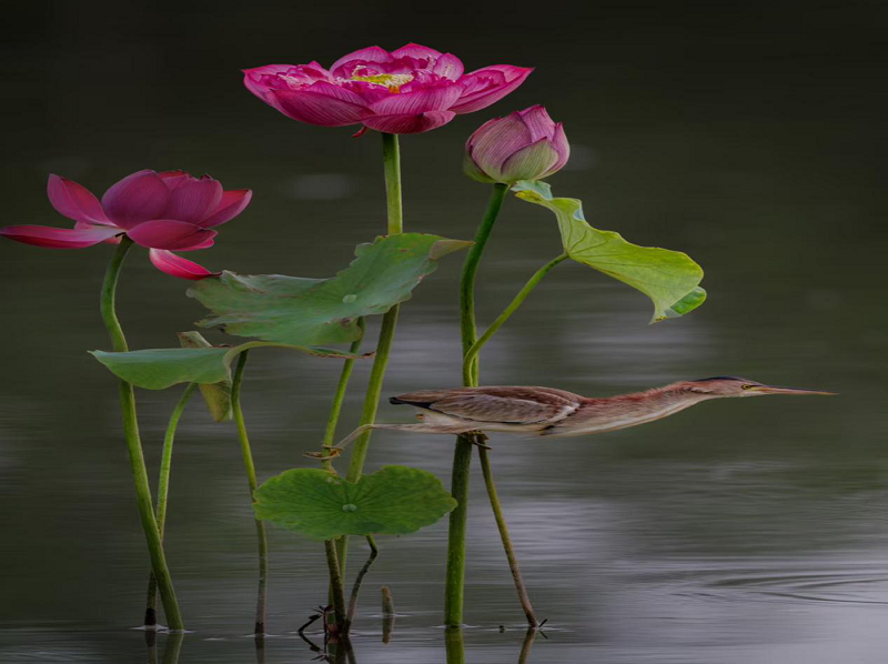 1754477191509558.png 6891b8ffe4b0464522bc01fa.png