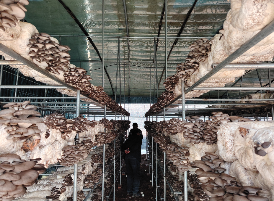 1762480466833684.jpg 2.jpg